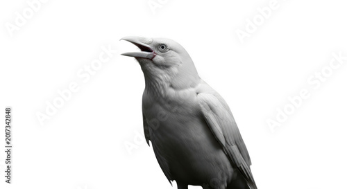 Black and white bird singing with open beak isolated on transparent background