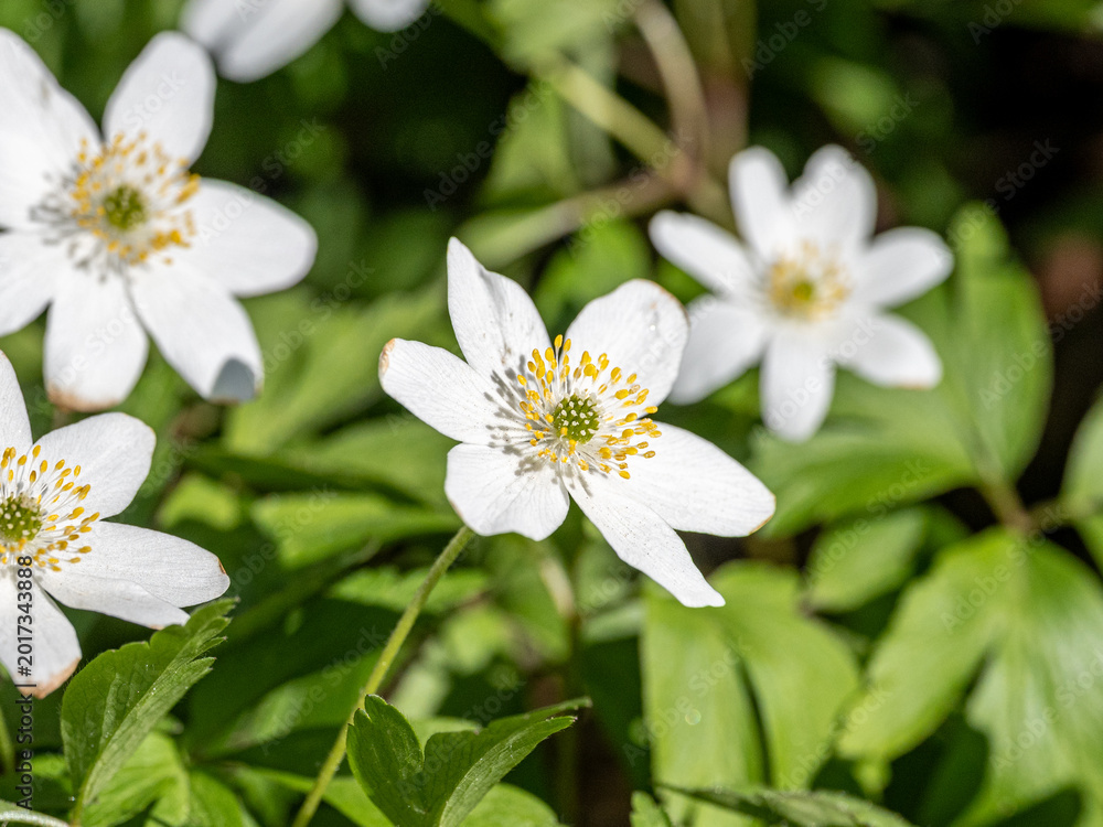 Obraz premium Close-up of Wood anemone flowering in city park Åbackarna along Motala Stream during late April 2026 in Norrköping, Sweden 