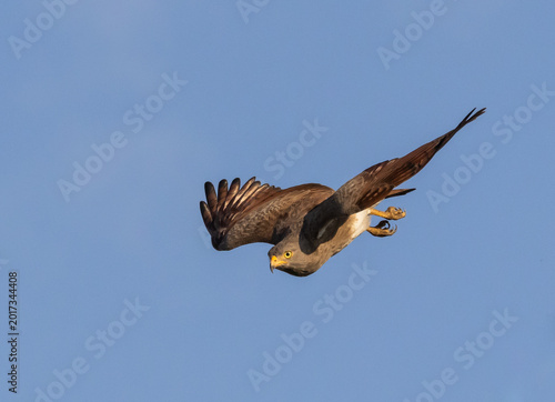 Rufous winged Buzzard soaring in the blue sky.