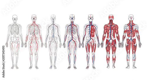 Stages of human anatomy development shown from skeleton to full muscular structure with circulatory and nervous systems included.