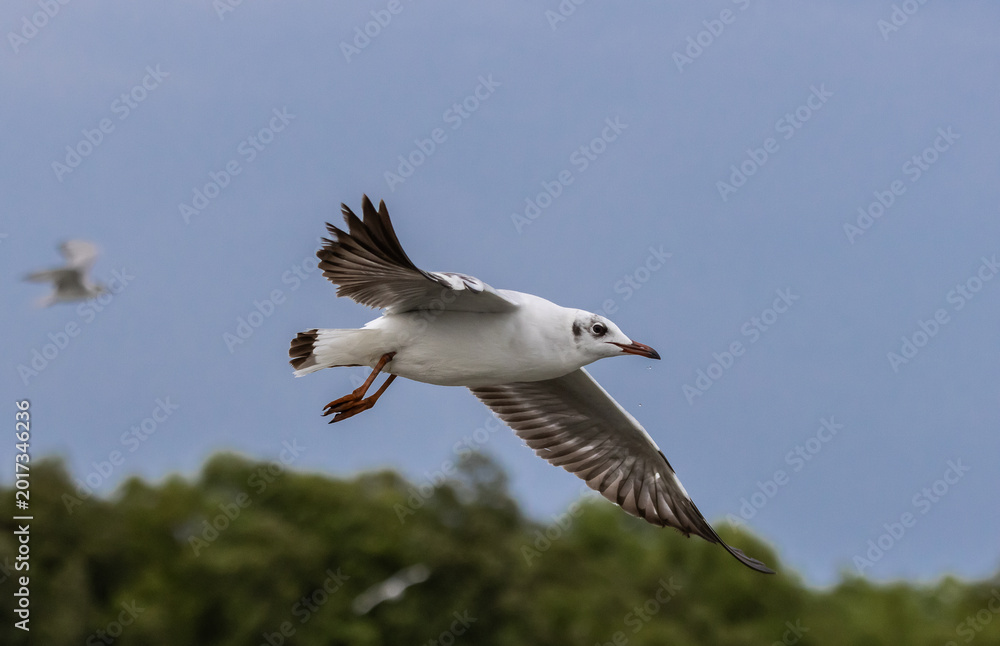 Fototapeta premium Brown-headed Gull flying over the sea coast.