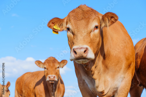 Fotografie Brown Limousin cattle grazing on pasture under blue sky in Germany