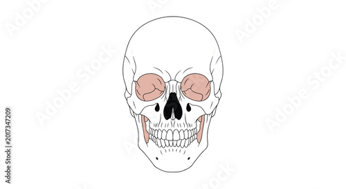 Anatomical front view of a human skull with highlighted regions in light brown on a clean white background.