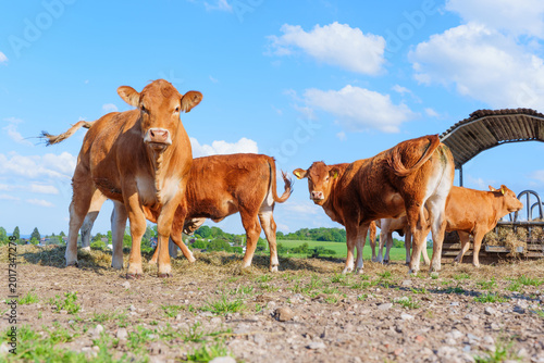 Schilderij op canvas Young Brown Beef Cattle Grazing on German Farm under Blue Sky