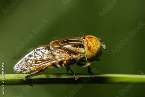 Photos Close-up of a Hoverfly with spotted eyes on a grass blade with blurred green background