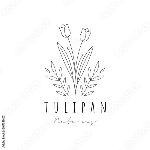 Tulip flower line minimalist logo design vector