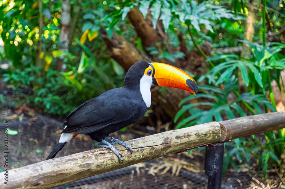 Fototapeta premium Toco Toucan bird with a large orange beak perched on a wooden branch in a lush tropical jungle environment