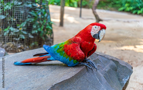 Bild auf Leinwand Colorful green-winged macaw perched on a large rock in a natural outdoor setting