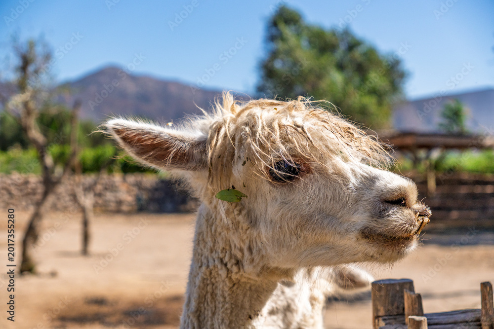 Naklejka premium Close-up portrait of a white alpaca with messy fur and a leaf on its head, standing on a farm with mountains in the background