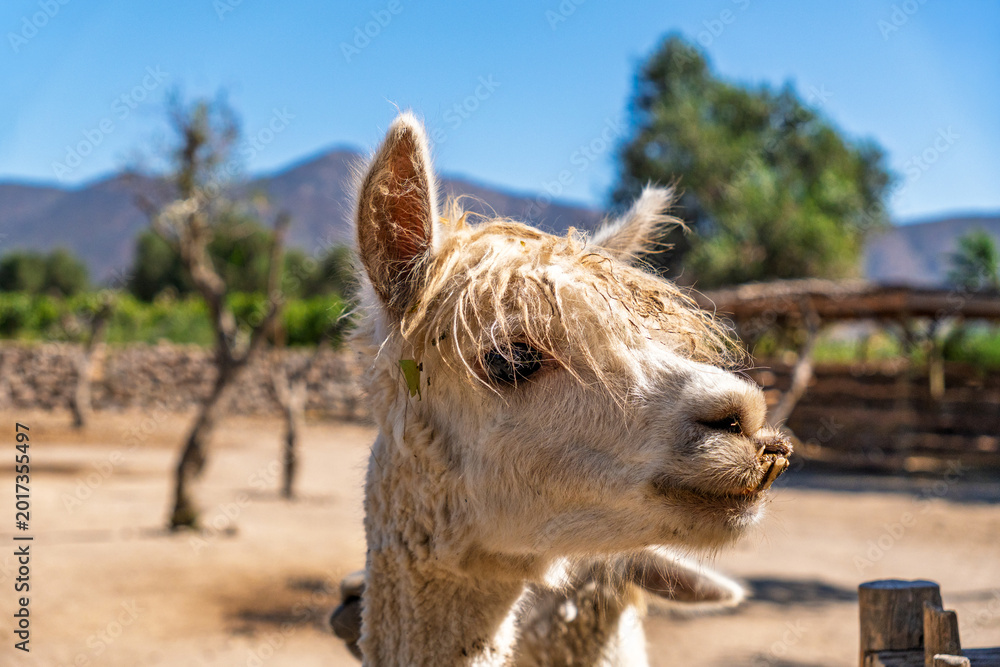 Fototapeta premium Close-up profile of a white alpaca on a farm with mountains in the background
