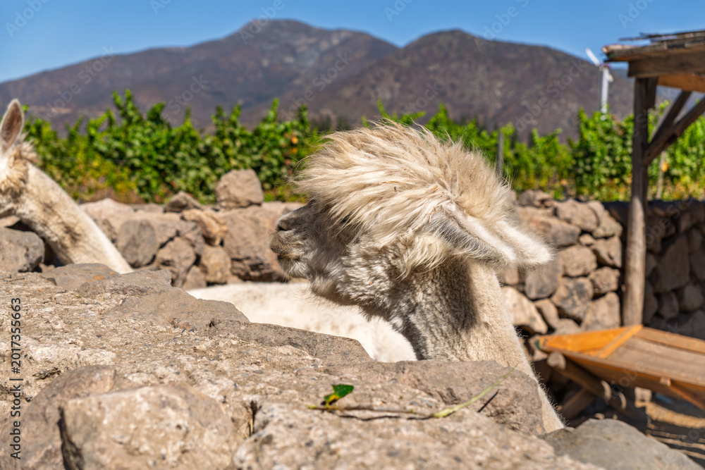Fototapeta premium Side profile of a fluffy white alpaca head at a mountain vineyard farm