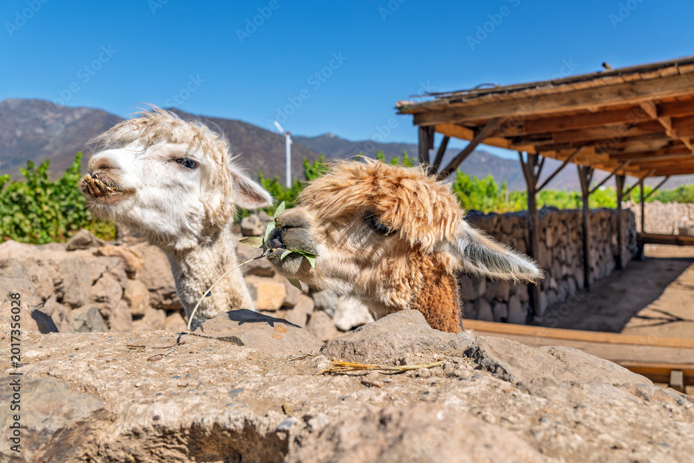 Fototapeta premium Two alpacas eating leaves behind a stone wall on a sunny farm with vineyard and mountains in the background