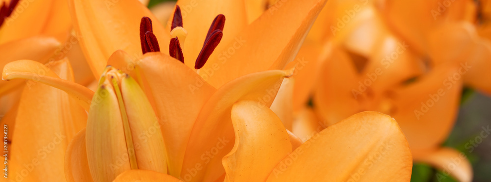 Fototapeta premium Orange lily close-up with blooming petals and dark stamens in a vibrant garden composition