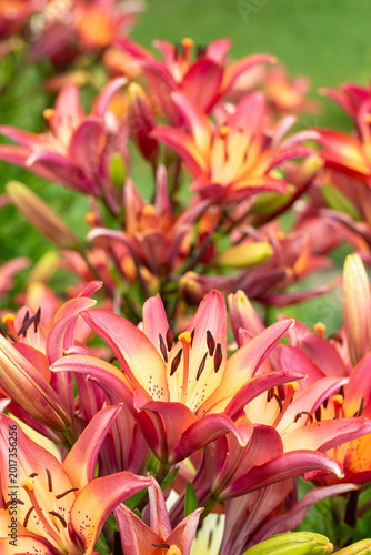 Vibrant orange and pink lilies in a sunlit garden bouquet with summer floral ...