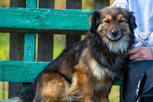 Photos Fluffy brown black mixed breed dog sitting outdoors on weathered green wooden be