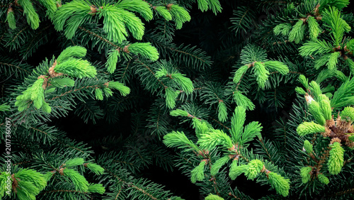 Tableau sur toile Christmas tree