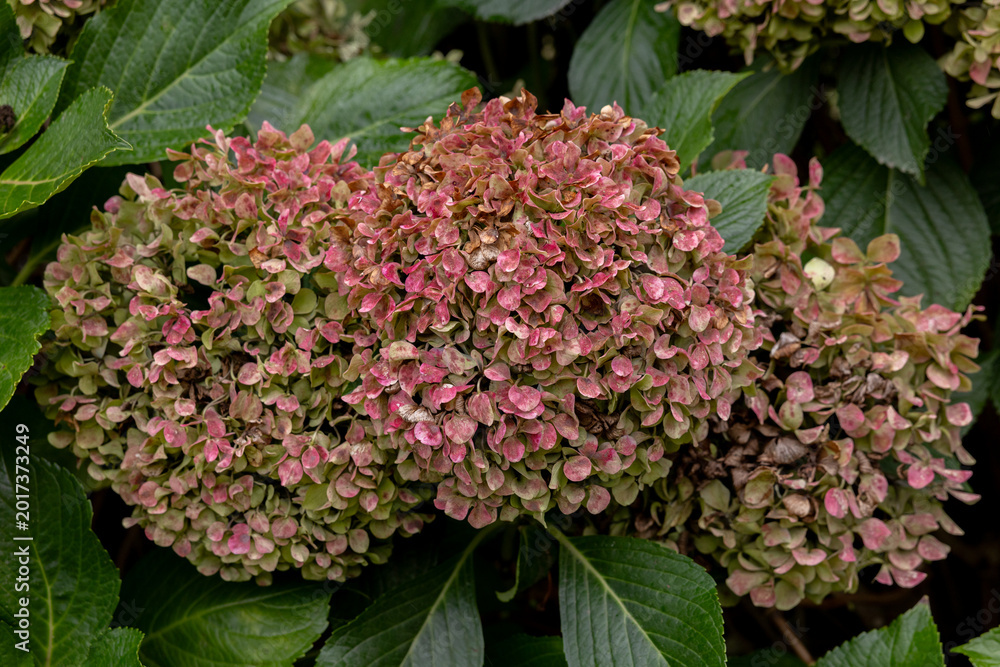 Obraz premium Garden Route hydrangea South Africa farm george