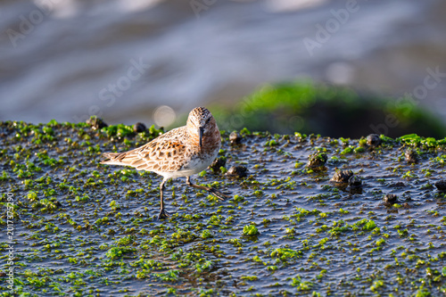 Canvastavla Red-necked Stint walking on green algae-covered rocks
