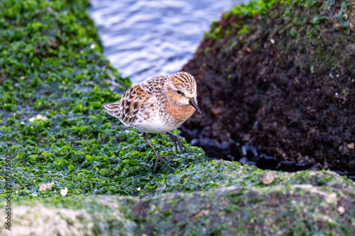 Tableau sur toile Red-necked Stint searching for food on seaweed rocks
