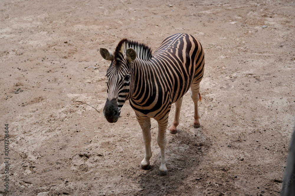 Fototapeta premium Zebra stands alertly on dry, light brown ground under bright daytime sun. Unique black and white stripes cover its body, with its head slightly turned to the right