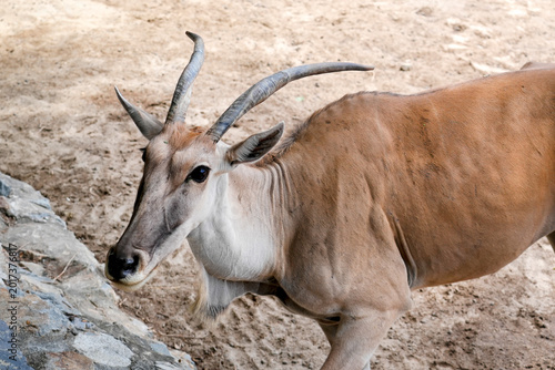 Quadro su tela A large eland moves slowly near the rocky area looking around for food and other