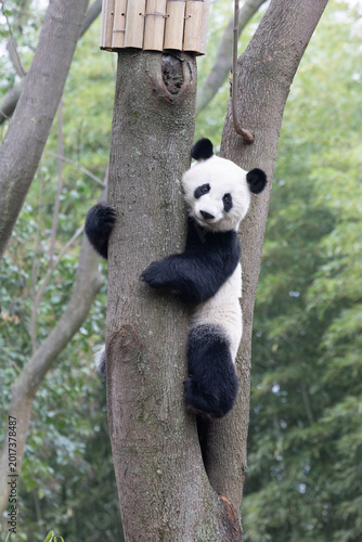 Close up Funny Pose of Sleeping Panda, China