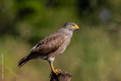 Foto Rufous-winged Buzzard (Butastur liventer) perched on a wood stump with open beak screaming