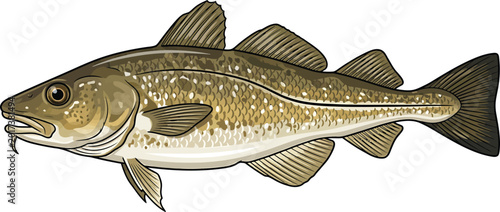 Tableau sur toile Illustration of a codfish on a white background with wildlife saltwater resource