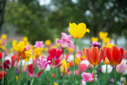 The garden is full of colorful tulips.
