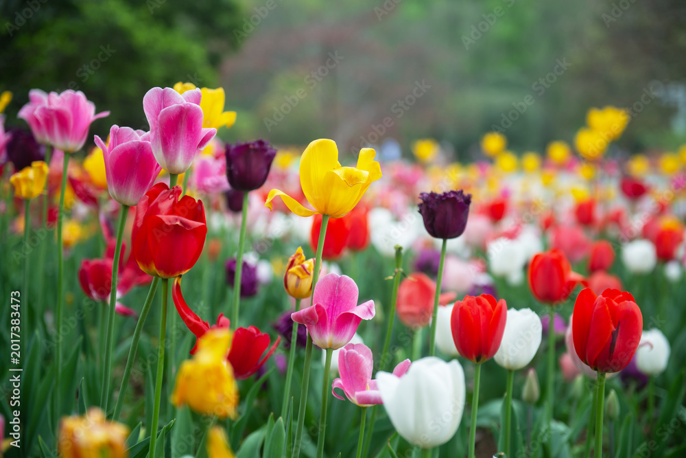 Obraz premium The garden is full of colorful tulips.