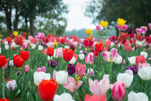 The garden is full of colorful tulips.