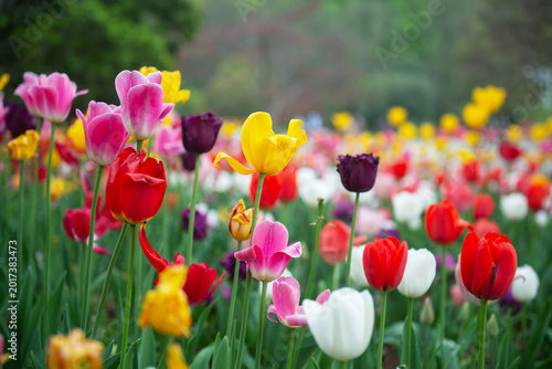 The garden is full of colorful tulips.