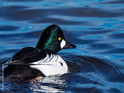 Fotografie Male common goldeneye duck swimming on blue rippled water.