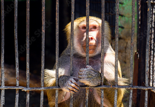 Photography Caged monkey holding onto bars with both hands, staring straight ahead