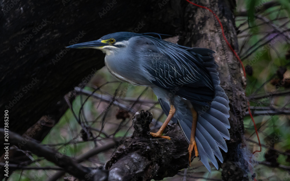 Fototapeta premium Striated Heron Migratory bird found in streams, rivers, water sources in urban areas and water sources in forests.