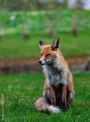 Close Portrait Of Calm Sitting Red Fox