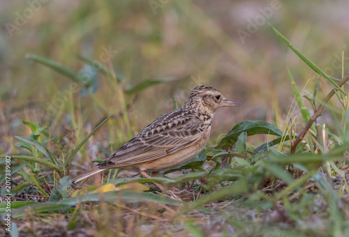 Indochinese bushlark bird perched on the grass ground.