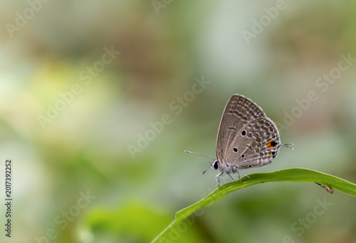 Photos Pointed Ciliate Blue It is a small butterfly commonly found in grassy areas