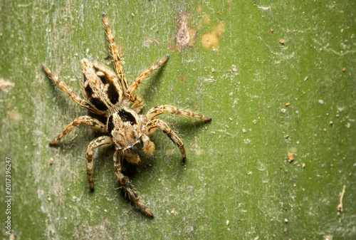 Schilderij op canvas Jumping spider which comes from its distinctive feature of being able to jump far to hunt prey