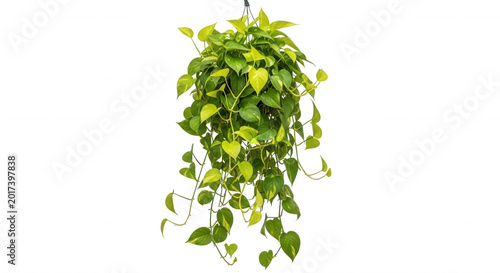 A lush hanging pothos plant with variegated heart-shaped green and yellow leaves isolated against a solid black background