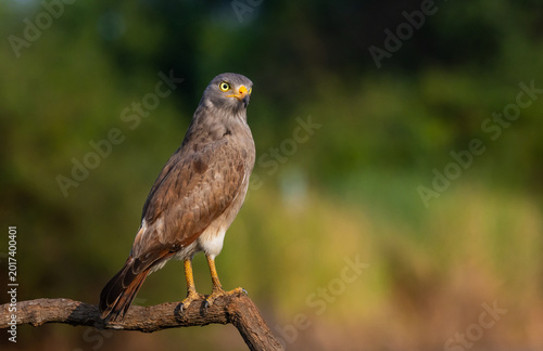 Rufous-winged Buzzard Perched on a Branch in Soft Light.