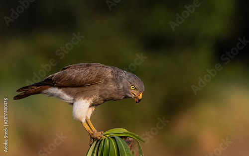 Canvas Print Rufous-winged Buzzard eating an insect on a branch.