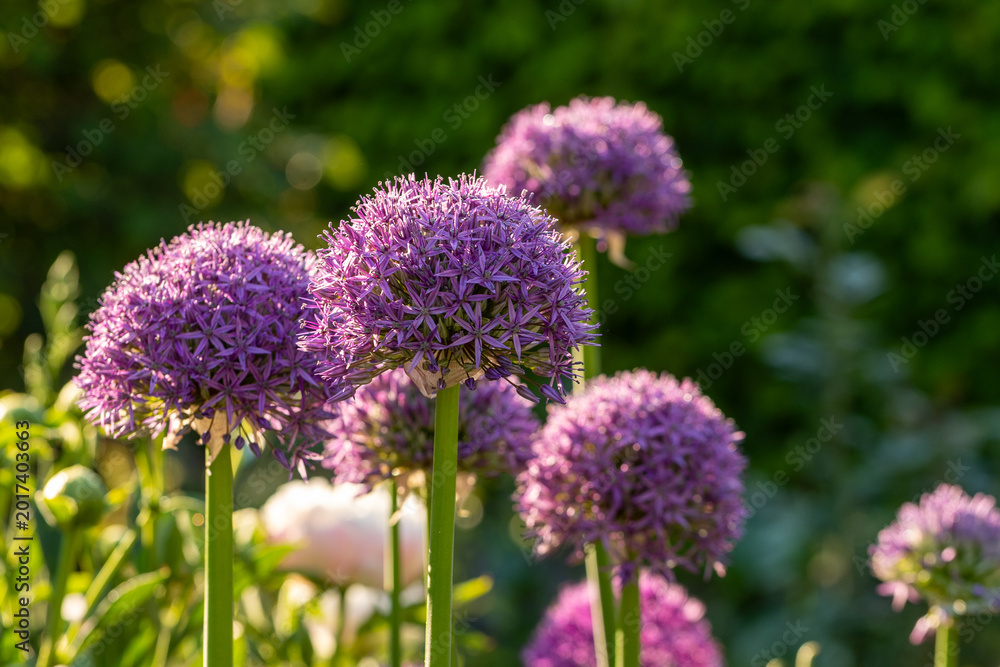Fototapeta premium Purple allium flower with dew drops blooming in spring garden