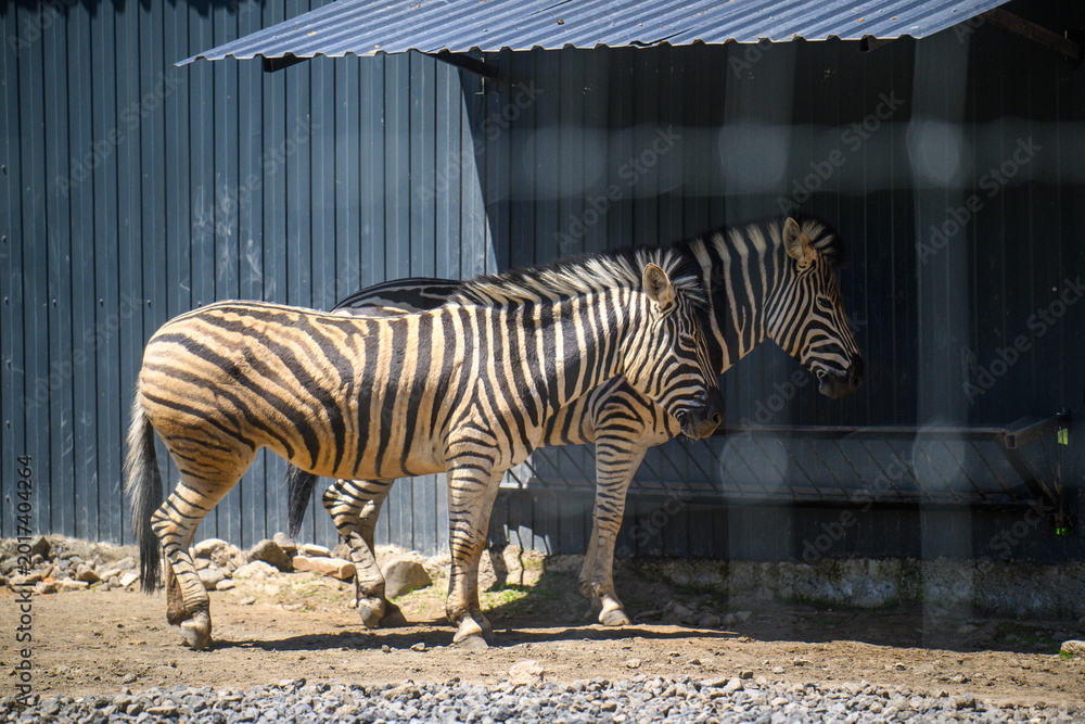 Fototapeta premium Striped zebra stands under metal roof at animal facility