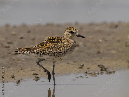 Pacific Golden Plover foraging in tidal mudflat.