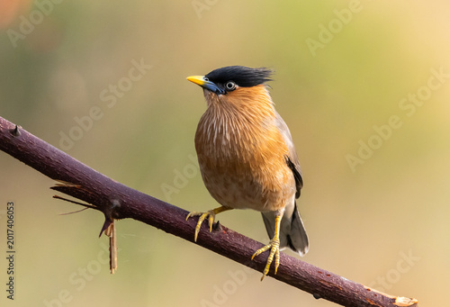 Foto Alert Brahminy Myna on thorny perch.