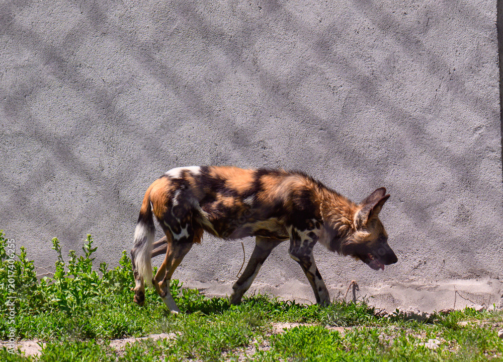 Obraz premium African wild dog walking past a concrete wall with green grass