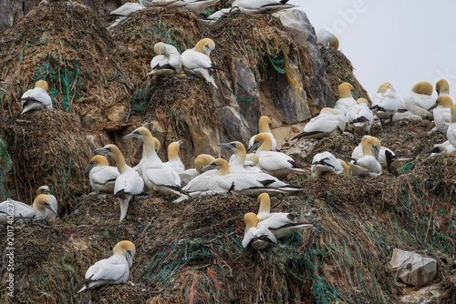 Obraz na plátně Northern gannet (Morus bassanus)