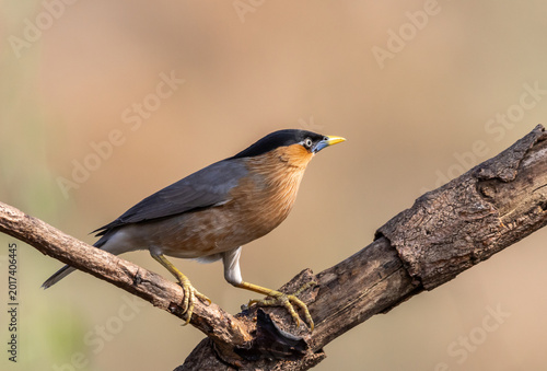 Photos Alert Brahminy Myna on thorny perch.