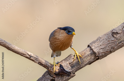 Photography Alert Brahminy Myna on thorny perch.